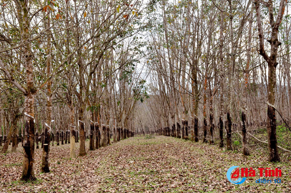 rung cao su huong khe thay la diem selfie lang man tuyet my