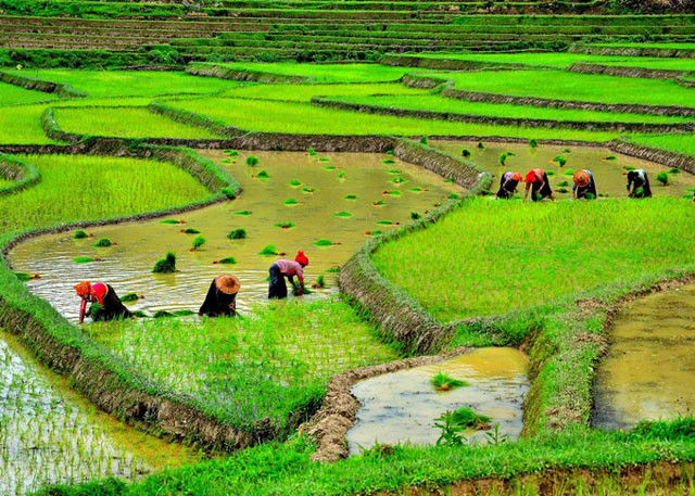 viet nam lot top 10 quoc gia san xuat lua gao lon nhat the gioi