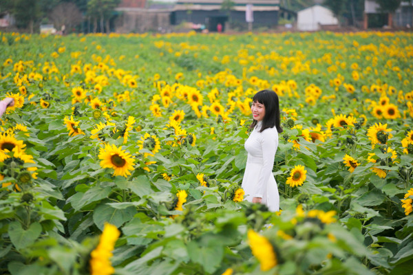 den hen lai len canh dong hoa huong duong nghe an da ruc ro the nay roi day