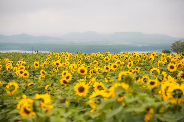den hen lai len canh dong hoa huong duong nghe an da ruc ro the nay roi day