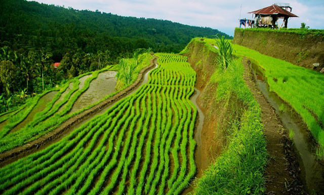 viet nam lot top 10 quoc gia san xuat lua gao lon nhat the gioi