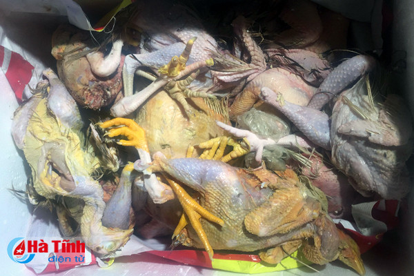 van chuyen 200 kg thit dong vat ban tu huong son vao da nang tieu thu