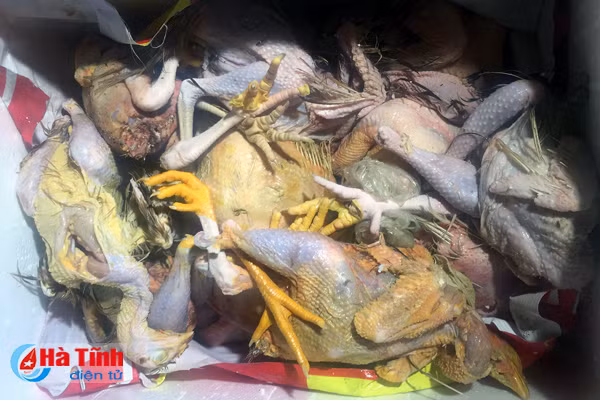 van chuyen 200 kg thit dong vat ban tu huong son vao da nang tieu thu