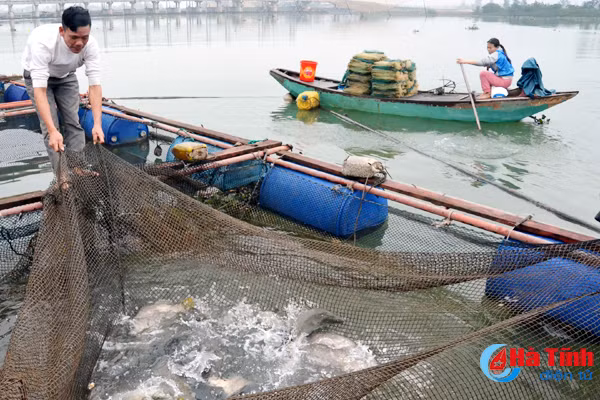 hon 10 ngan con ca chem doi tet dan nuoi long be tinh thu loi lon