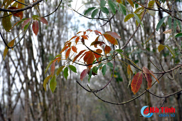 rung cao su huong khe thay la diem selfie lang man tuyet my