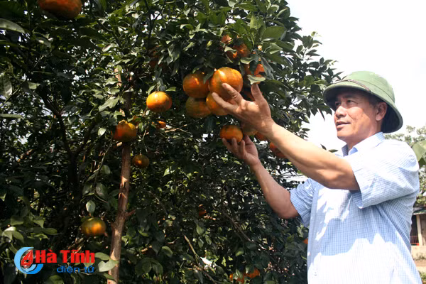 lac troi trong vuon cam bu gan 20 tan chin mong