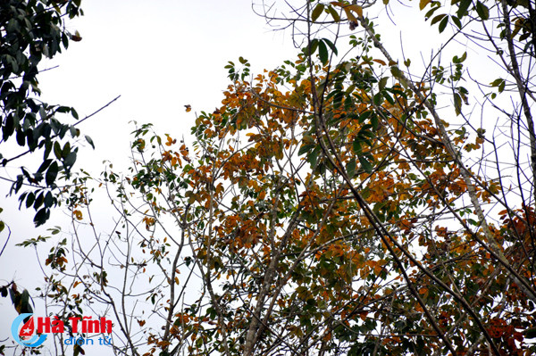 rung cao su huong khe thay la diem selfie lang man tuyet my