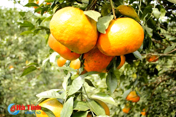 lac troi trong vuon cam bu gan 20 tan chin mong