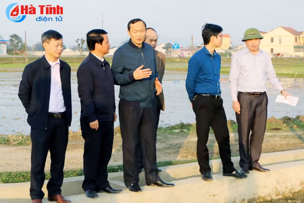 can doi du luong giong gieo cay het dien tich lua xuan