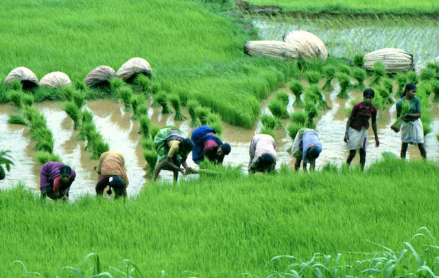 viet nam lot top 10 quoc gia san xuat lua gao lon nhat the gioi