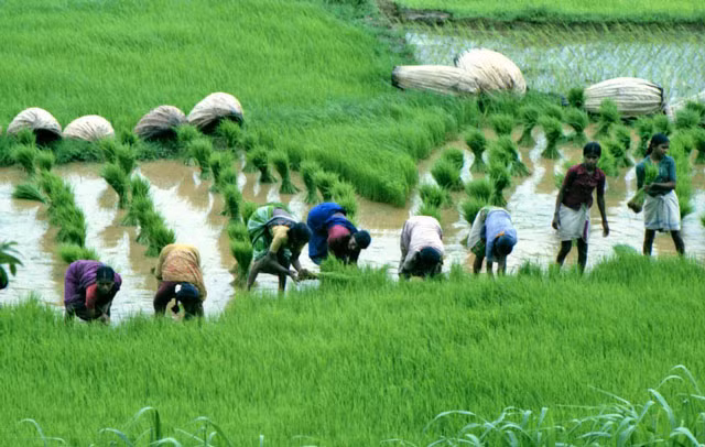 viet nam lot top 10 quoc gia san xuat lua gao lon nhat the gioi