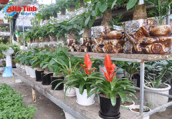 thanh sen ruc ro sac hoa cay canh don tet