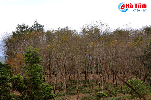 rung cao su huong khe thay la diem selfie lang man tuyet my