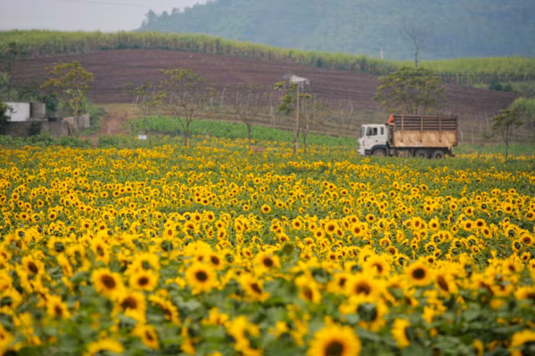 den hen lai len canh dong hoa huong duong nghe an da ruc ro the nay roi day