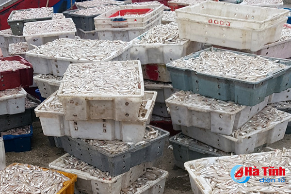 ngu dan trung dam cang cua sot don 80 tan ca com tep moi