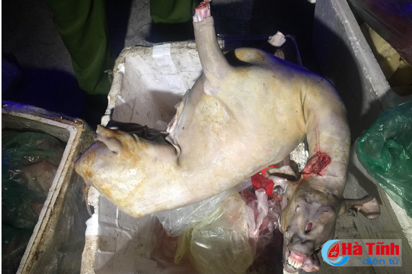 van chuyen 200 kg thit dong vat ban tu huong son vao da nang tieu thu