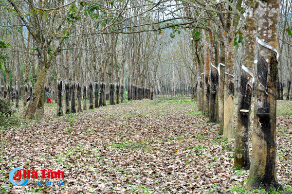 rung cao su huong khe thay la diem selfie lang man tuyet my