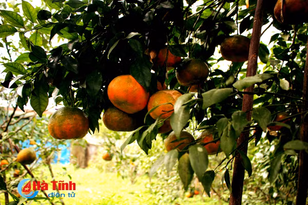 lac troi trong vuon cam bu gan 20 tan chin mong
