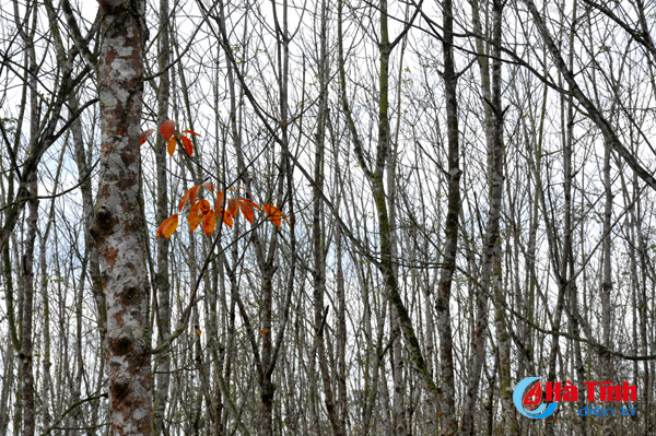 rung cao su huong khe thay la diem selfie lang man tuyet my