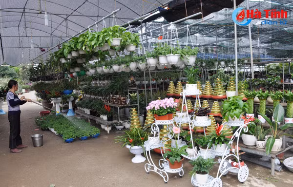 thanh sen ruc ro sac hoa cay canh don tet