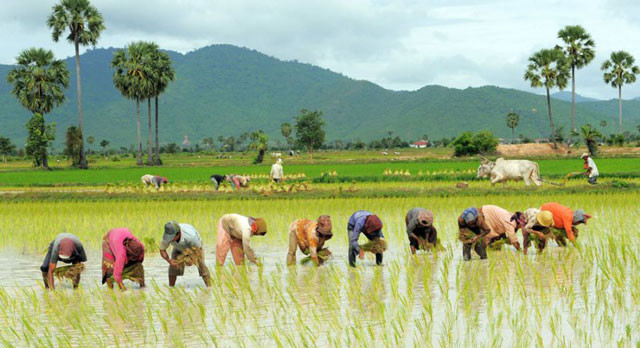 viet nam lot top 10 quoc gia san xuat lua gao lon nhat the gioi