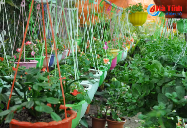 thanh sen ruc ro sac hoa cay canh don tet