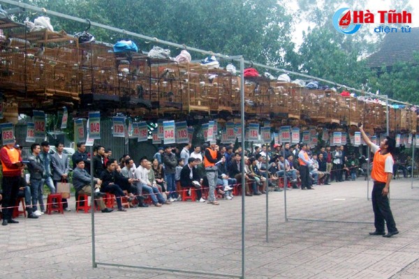 204 chu chim chao mao thi nhau dau hot o duc tho