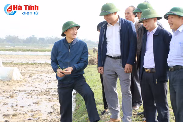 can doi du luong giong gieo cay het dien tich lua xuan