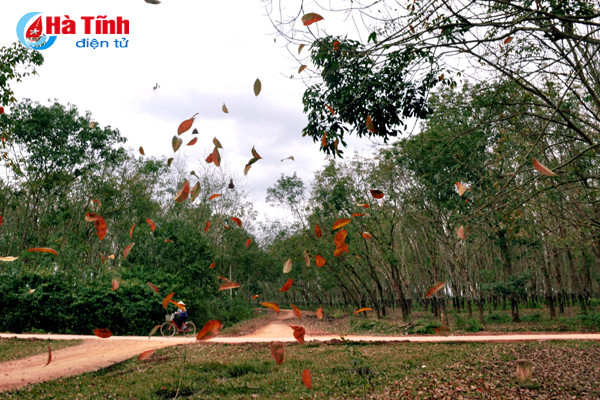 rung cao su huong khe thay la diem selfie lang man tuyet my