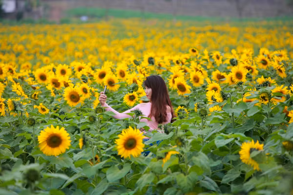 den hen lai len canh dong hoa huong duong nghe an da ruc ro the nay roi day