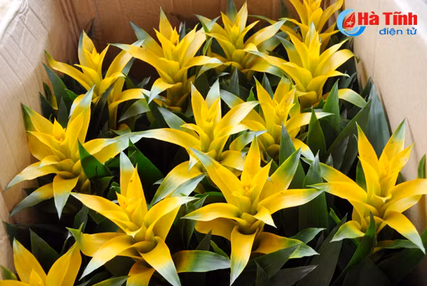 thanh sen ruc ro sac hoa cay canh don tet