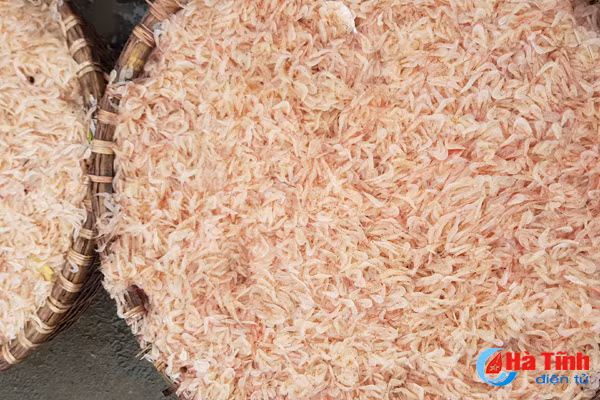 ngu dan trung dam cang cua sot don 80 tan ca com tep moi