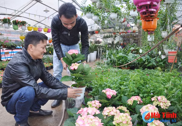 thanh sen ruc ro sac hoa cay canh don tet