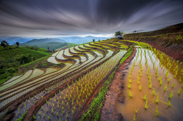 viet nam lot top 10 quoc gia san xuat lua gao lon nhat the gioi