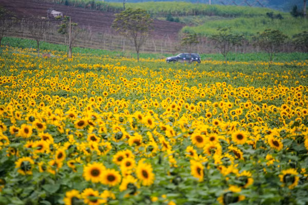 den hen lai len canh dong hoa huong duong nghe an da ruc ro the nay roi day