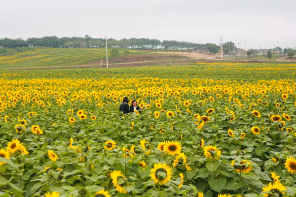 den hen lai len canh dong hoa huong duong nghe an da ruc ro the nay roi day