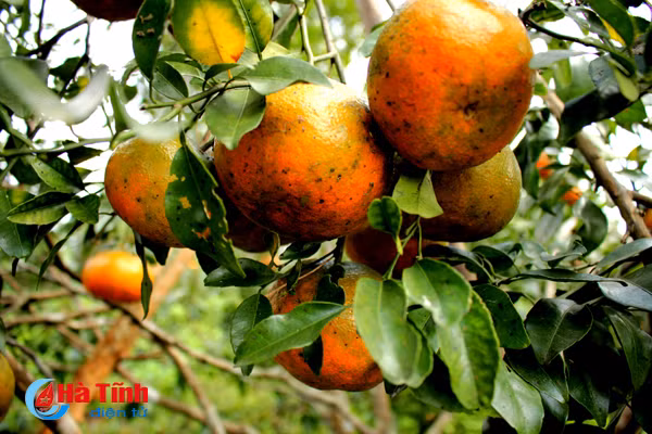 lac troi trong vuon cam bu gan 20 tan chin mong