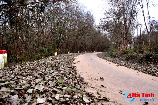 rung cao su huong khe thay la diem selfie lang man tuyet my