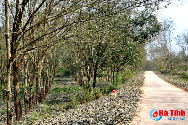 rung cao su huong khe thay la diem selfie lang man tuyet my