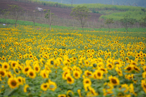 den hen lai len canh dong hoa huong duong nghe an da ruc ro the nay roi day