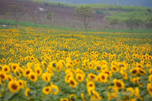 den hen lai len canh dong hoa huong duong nghe an da ruc ro the nay roi day