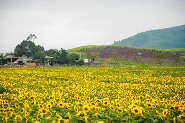 den hen lai len canh dong hoa huong duong nghe an da ruc ro the nay roi day