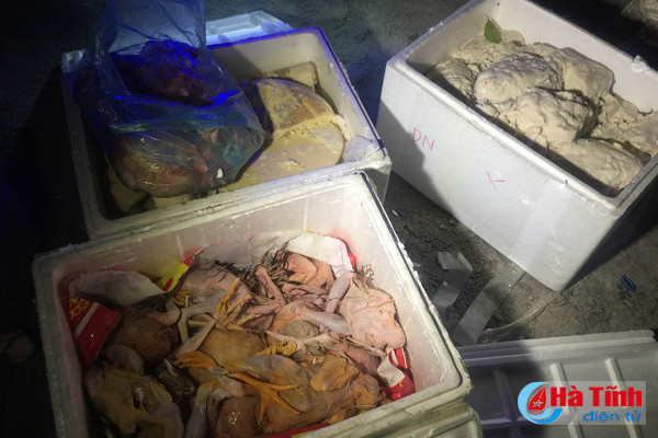 van chuyen 200 kg thit dong vat ban tu huong son vao da nang tieu thu