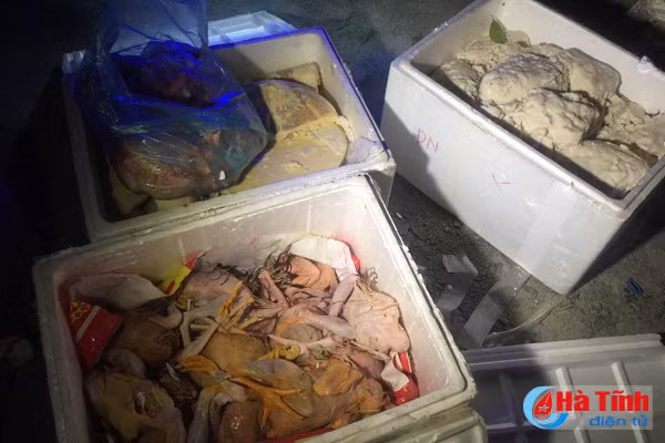 van chuyen 200 kg thit dong vat ban tu huong son vao da nang tieu thu