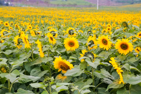 den hen lai len canh dong hoa huong duong nghe an da ruc ro the nay roi day