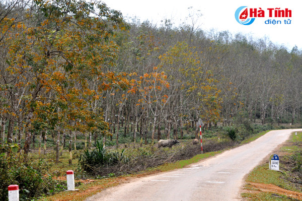 rung cao su huong khe thay la diem selfie lang man tuyet my