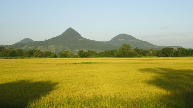 viet nam lot top 10 quoc gia san xuat lua gao lon nhat the gioi