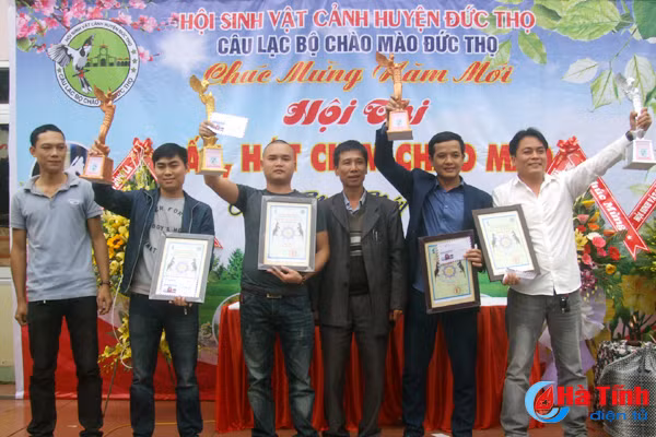 204 chu chim chao mao thi nhau dau hot o duc tho