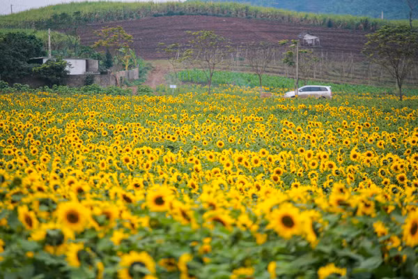 den hen lai len canh dong hoa huong duong nghe an da ruc ro the nay roi day