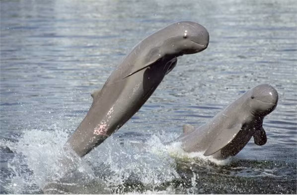 Việc xây đập Don Sahong có thể ảnh hưởng đến cuộc sống của loài cá heo Irrawaddy. Ảnh: WWF